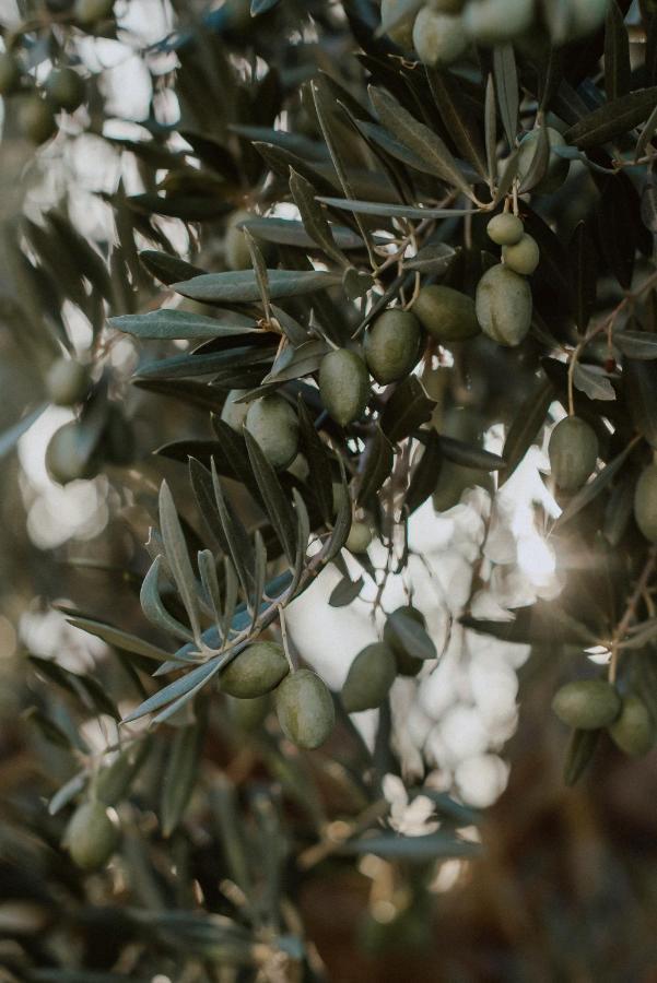 Montefollonico Agriturismo Belagaggio מראה חיצוני תמונה